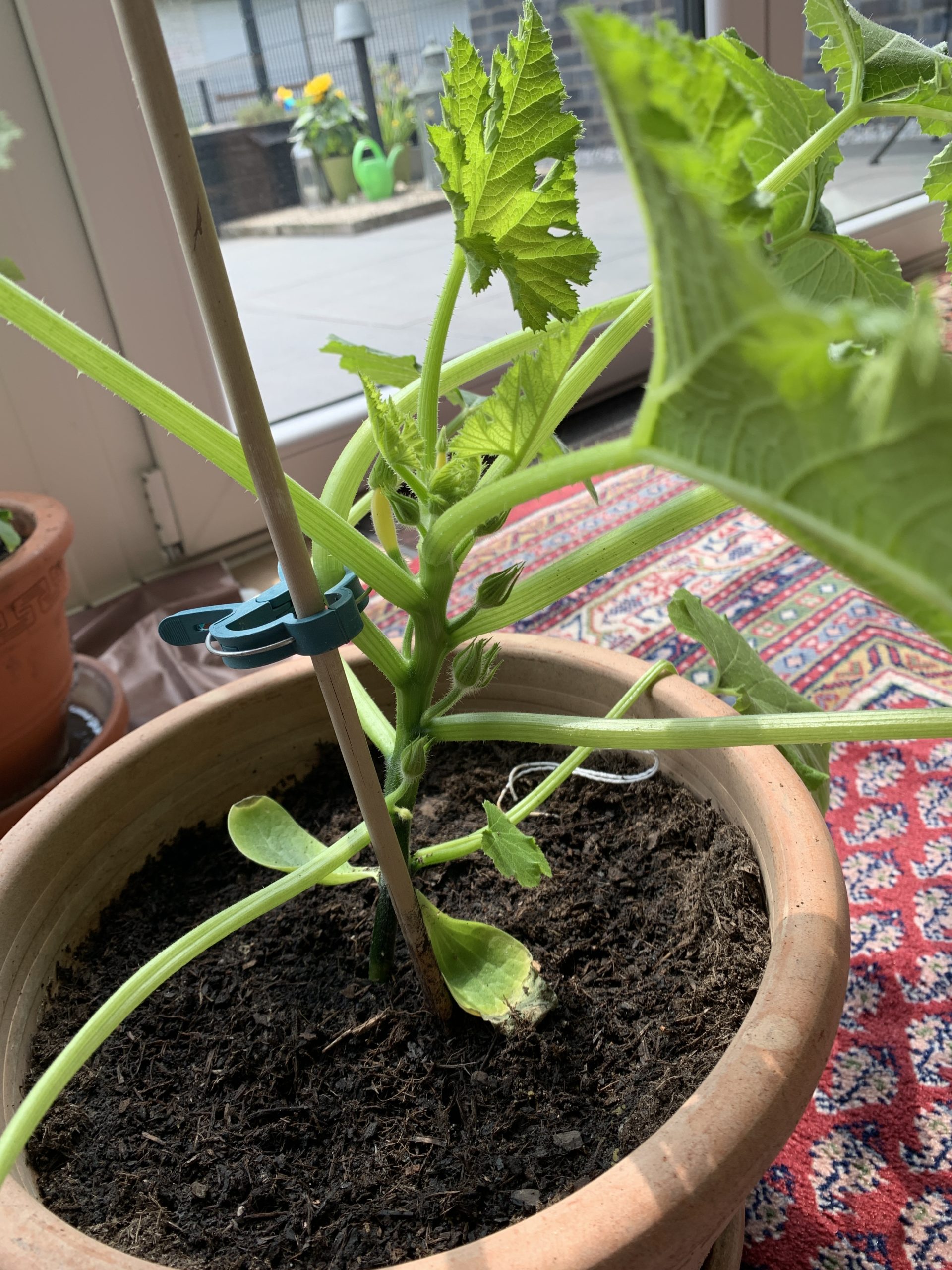 Zucchini mit Topf - Pflanzenkreisel